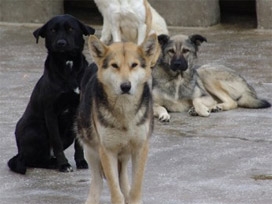 Denizli'de köpekleri ayıran çocuk yaralandı