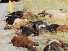 Otomobil koyun sürüsüne çarptı: 2 yaralı