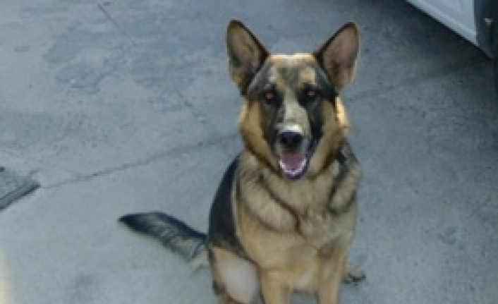 Mahkeme köpeği silah olarak gördü